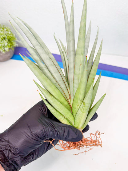 Sansevieria Viranda (2) | Imported hybrids