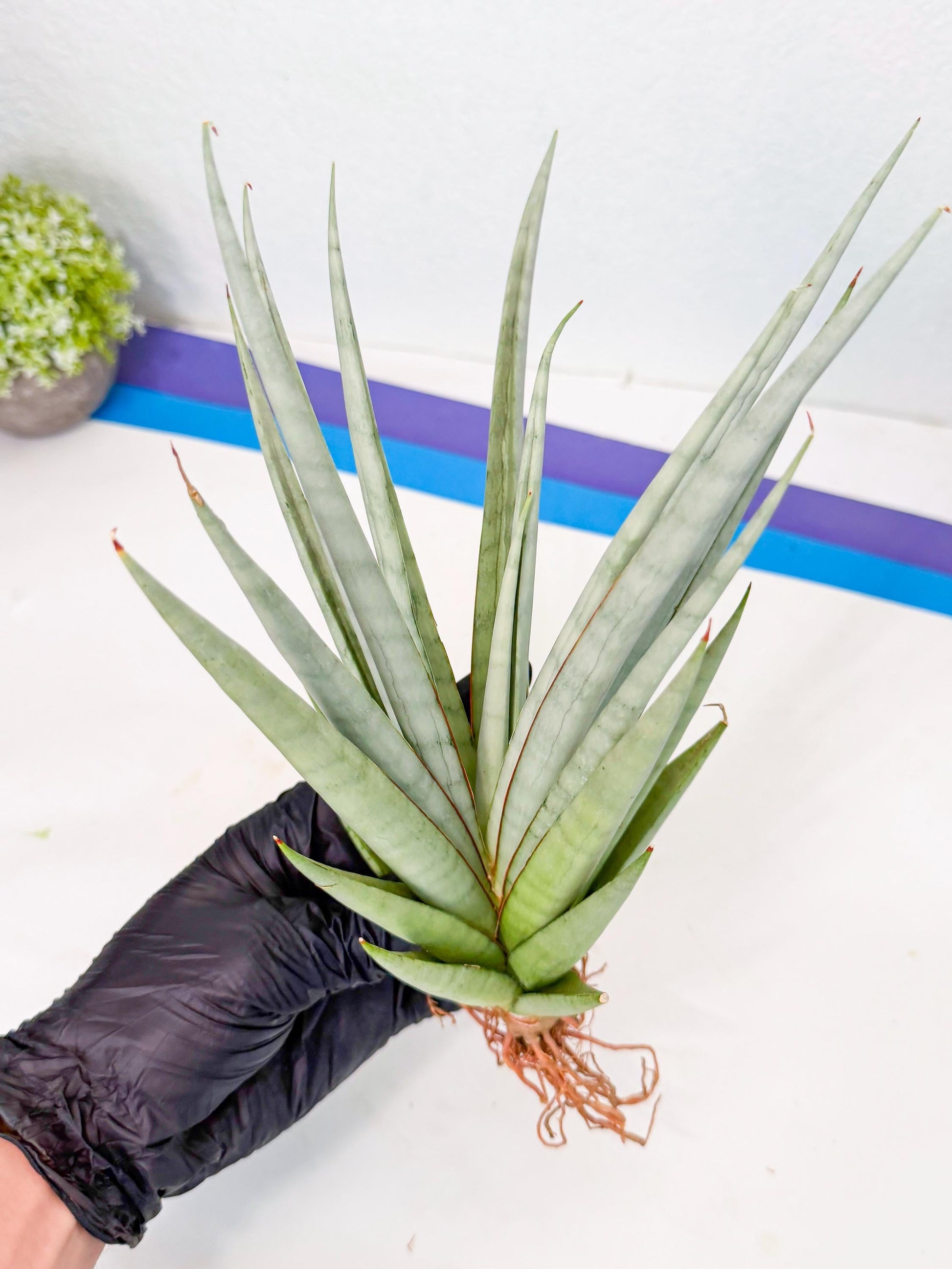Sansevieria Viranda (2) | Imported hybrids