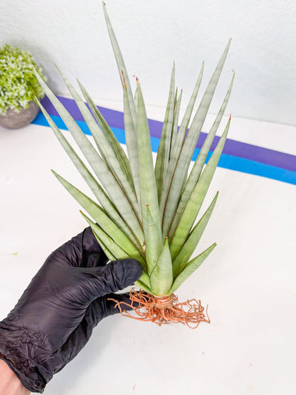 Sansevieria Viranda (2) | Imported hybrids