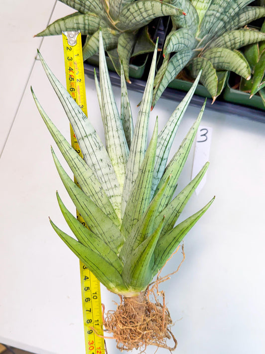 Sansevieria MoMo (3) | Rare Snake Plant