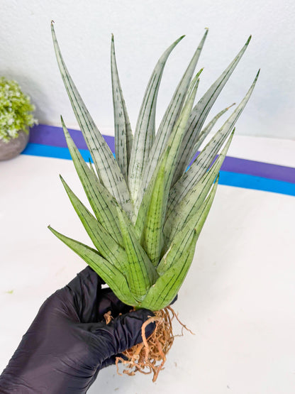 Sansevieria MoMo (4) | Rare Snake Plant