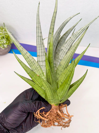 Sansevieria MoMo (4) | Rare Snake Plant