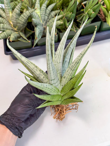 Sansevieria MoMo (4) | Rare Snake Plant