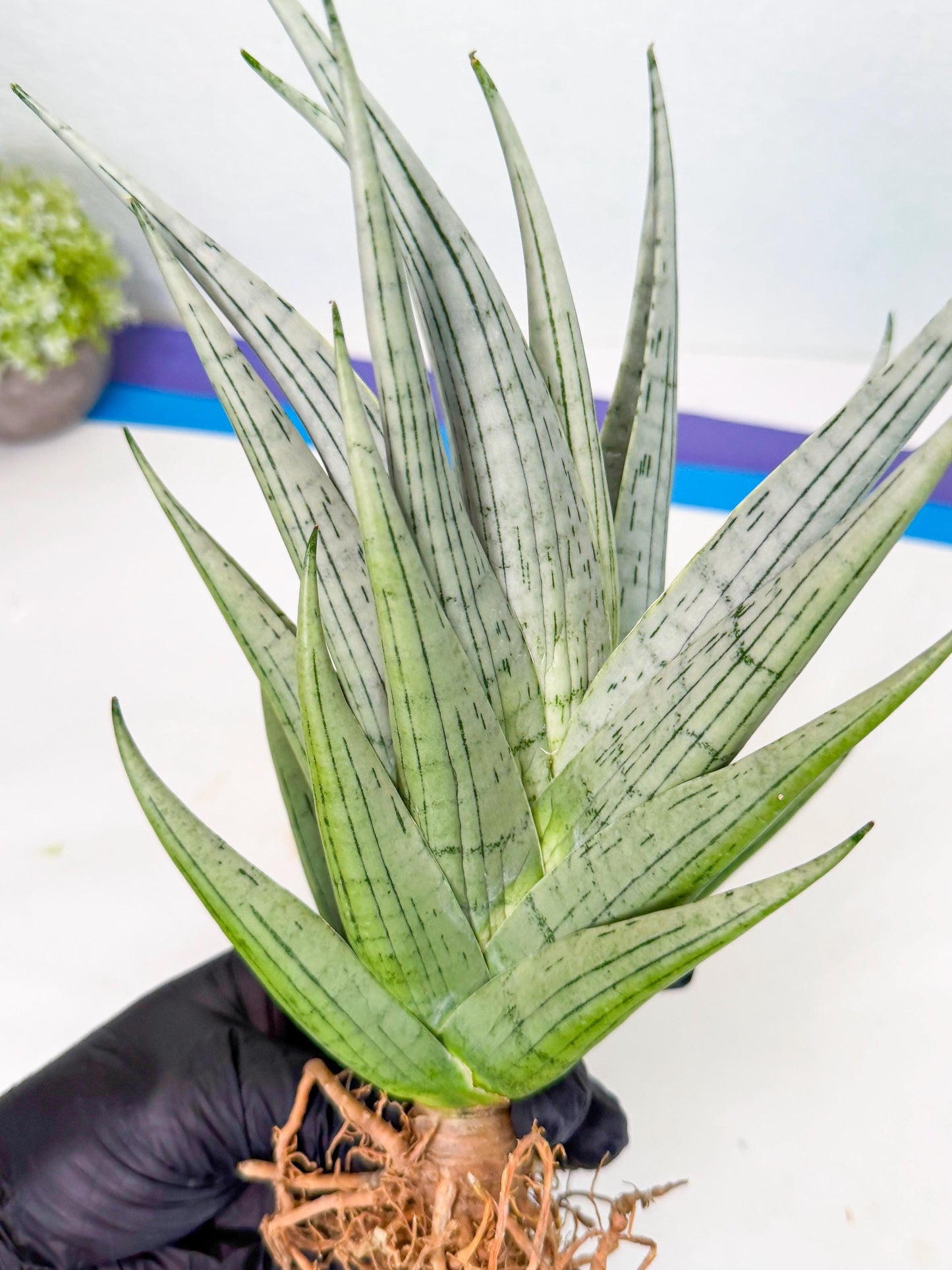 Sansevieria MoMo (4) | Rare Snake Plant