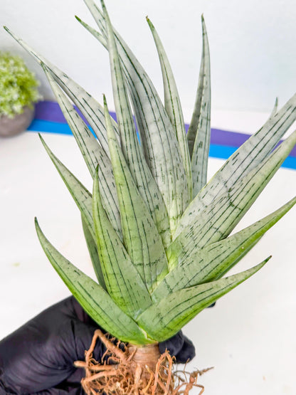 Sansevieria MoMo (4) | Rare Snake Plant