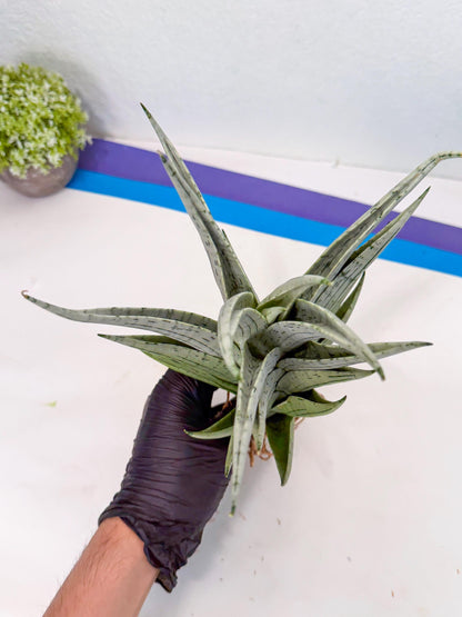 Sansevieria MoMo (4) | Rare Snake Plant