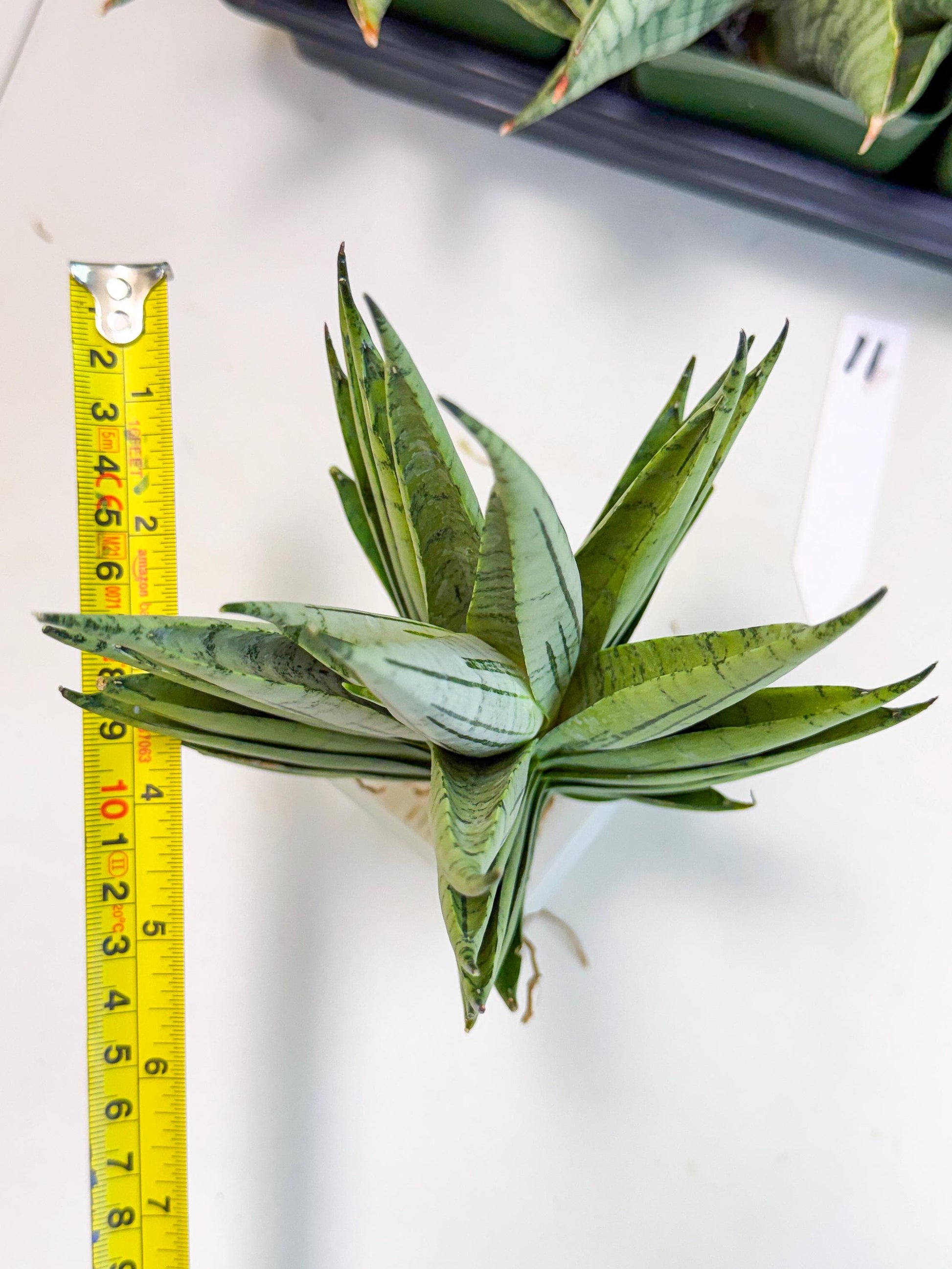 Sansevieria Nakhon Luang (11) | Rare Hybrid