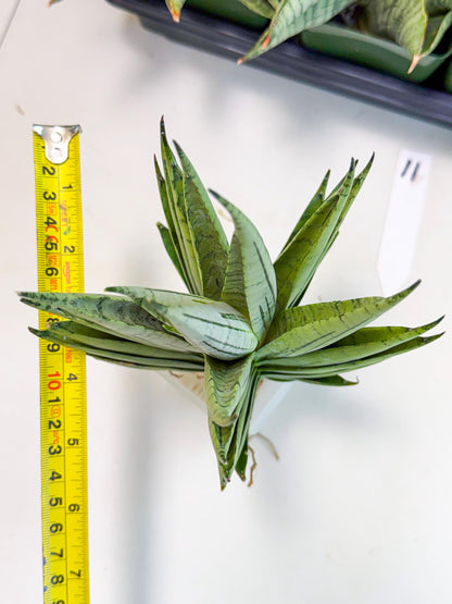 Sansevieria Nakhon Luang (11) | Rare Hybrid