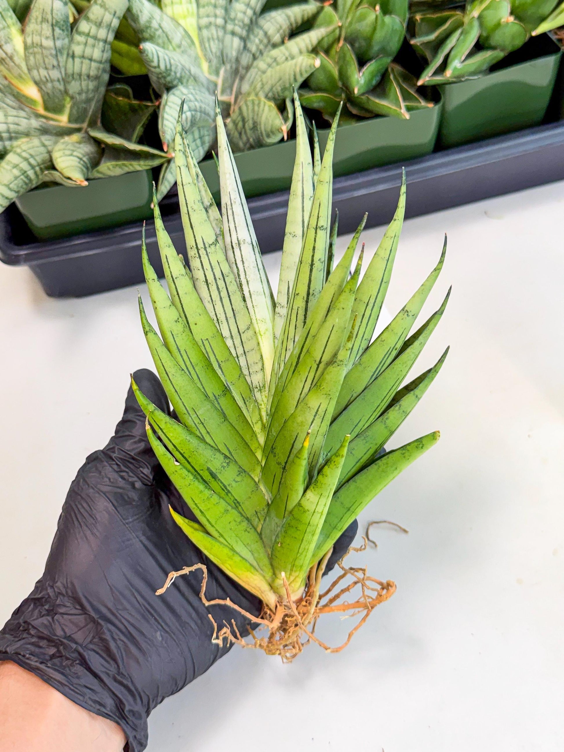 Sansevieria Nakhon Luang (11) | Rare Hybrid