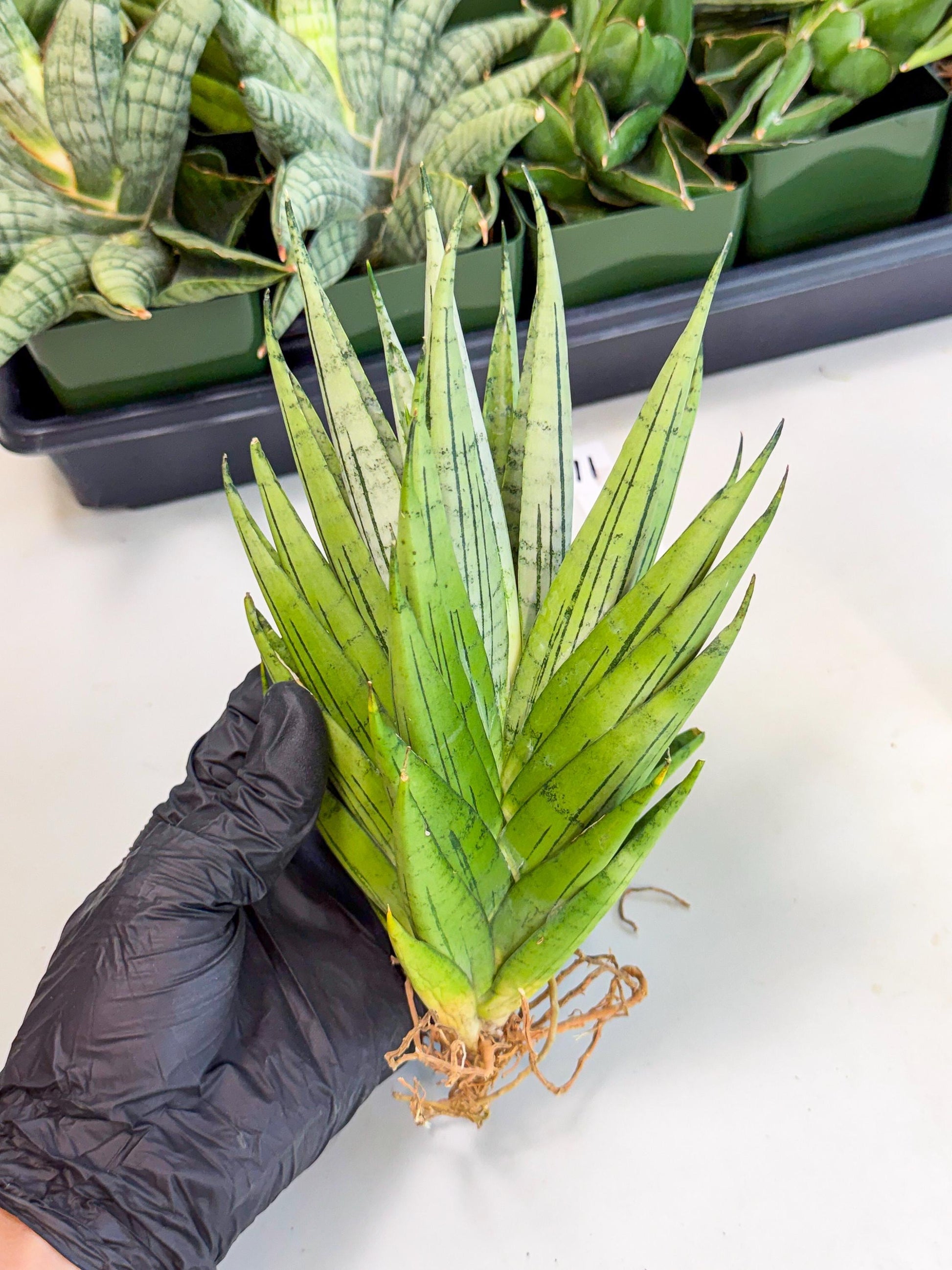 Sansevieria Nakhon Luang (11) | Rare Hybrid