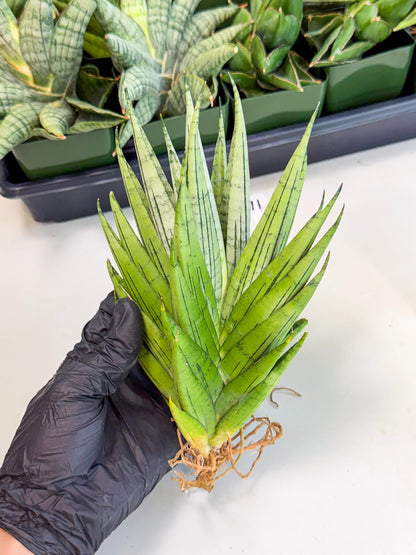 Sansevieria Nakhon Luang (11) | Rare Hybrid