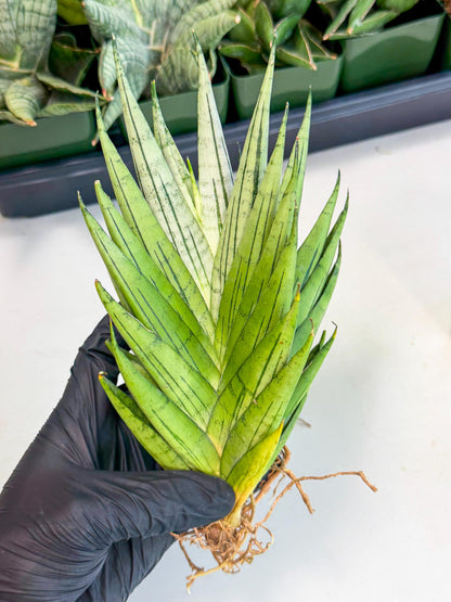 Sansevieria Nakhon Luang (11) | Rare Hybrid