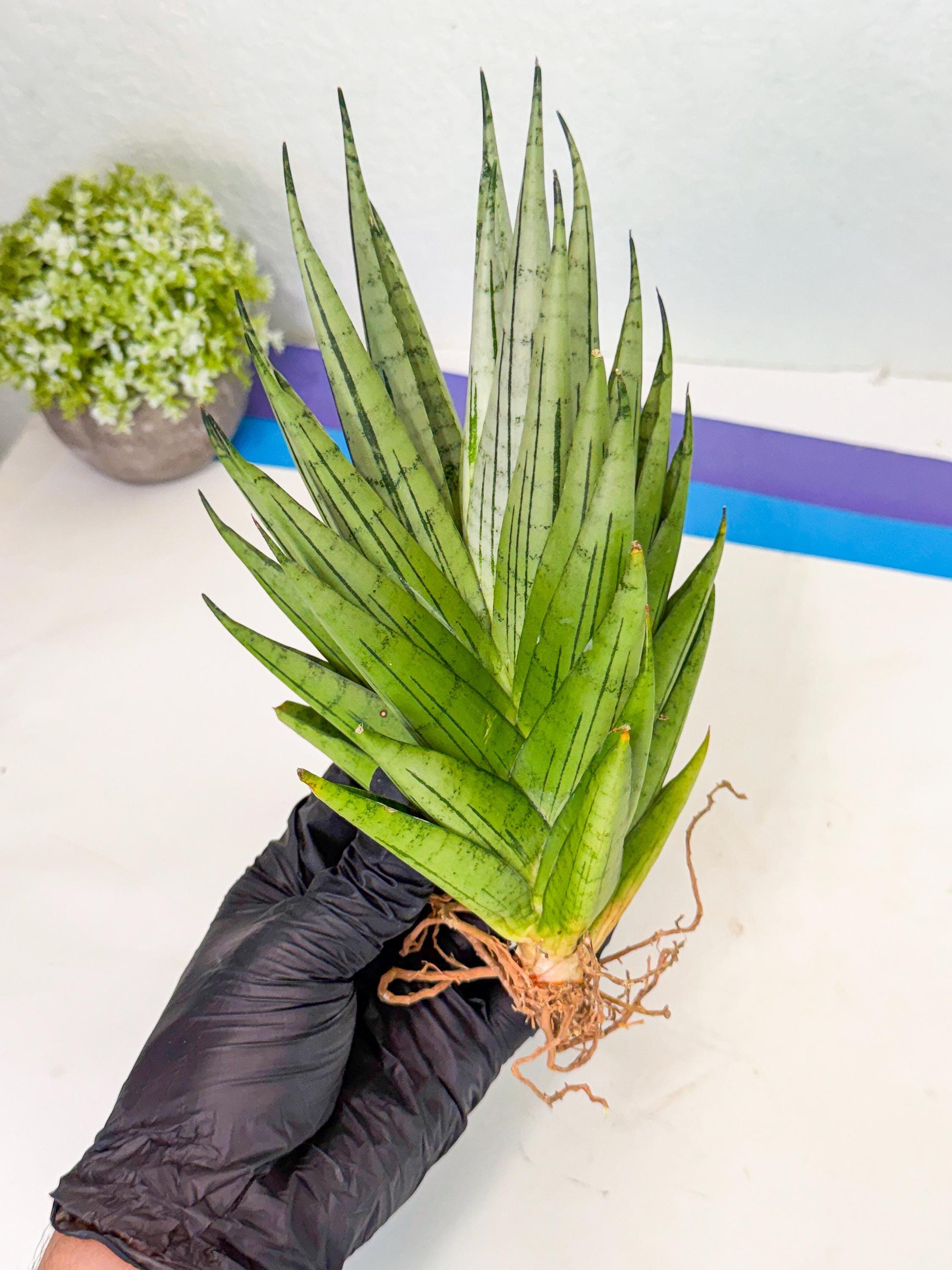 Sansevieria Nakhon Luang (11) | Rare Hybrid