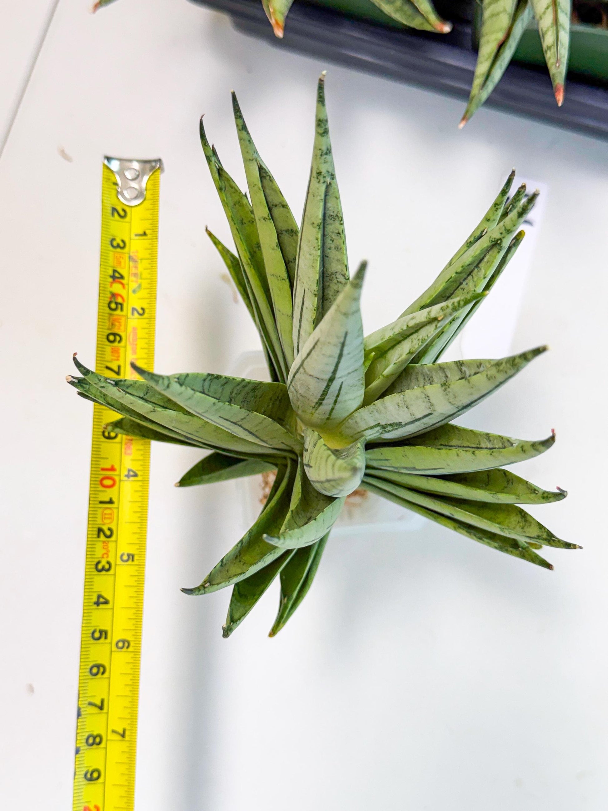 Sansevieria Nakhon Luang (12) | Rare Hybrid
