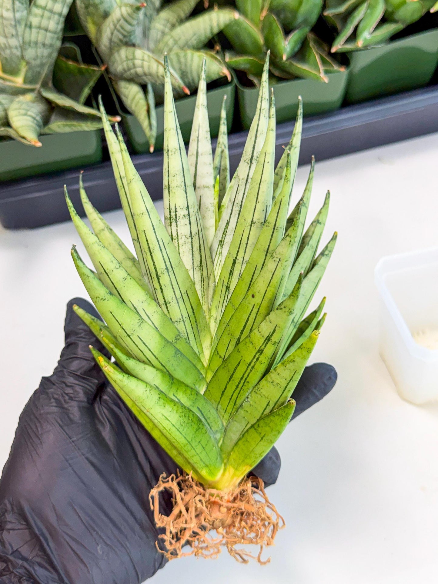 Sansevieria Nakhon Luang (12) | Rare Hybrid