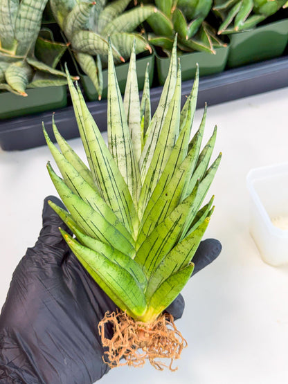 Sansevieria Nakhon Luang (12) | Rare Hybrid