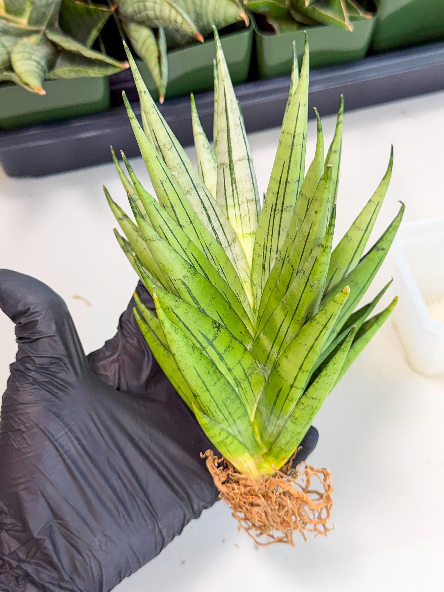 Sansevieria Nakhon Luang (12) | Rare Hybrid