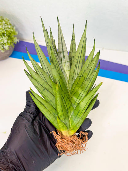 Sansevieria Nakhon Luang (12) | Rare Hybrid