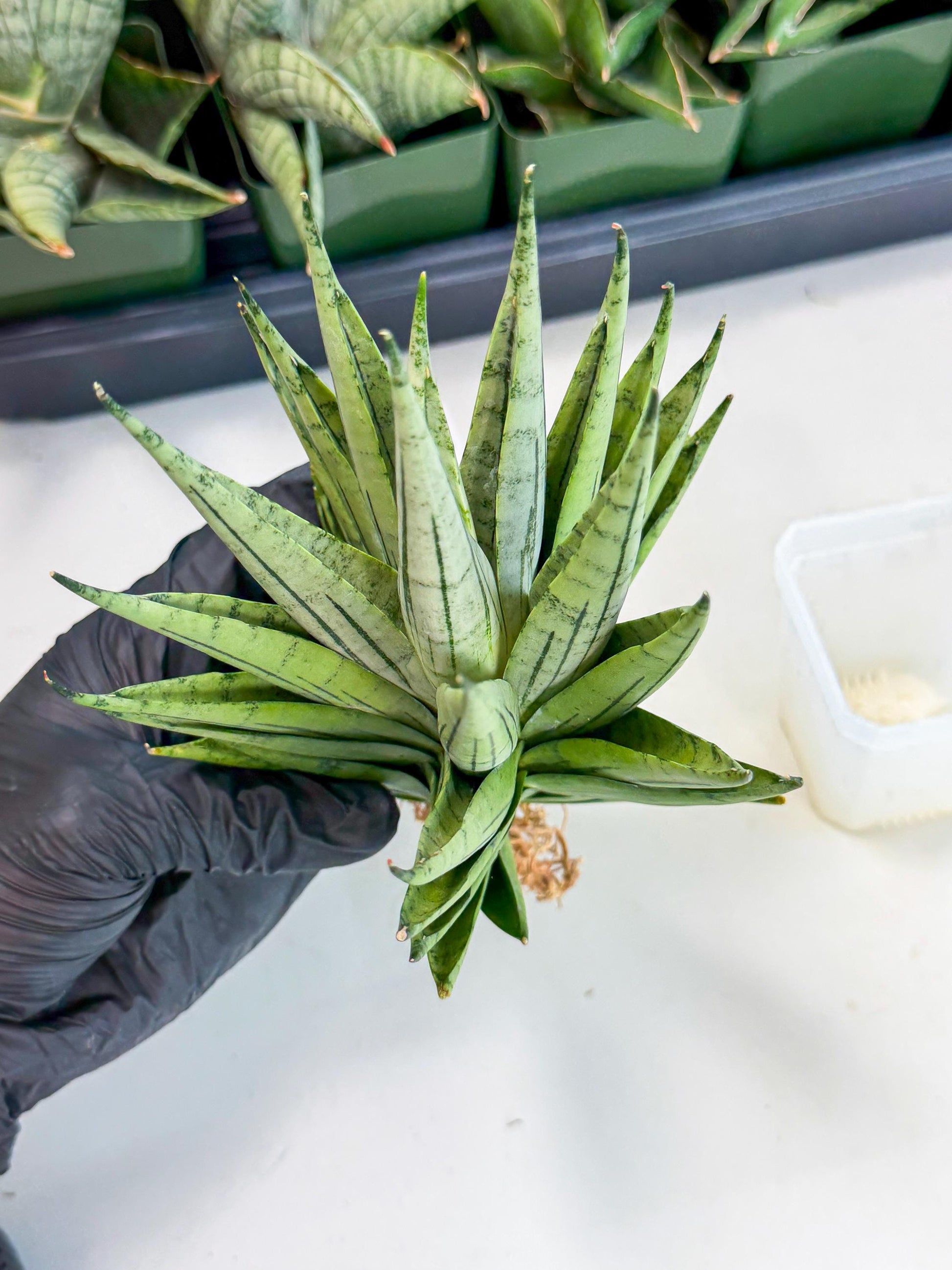 Sansevieria Nakhon Luang (12) | Rare Hybrid