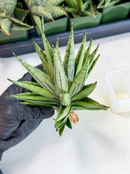 Sansevieria Nakhon Luang (12) | Rare Hybrid