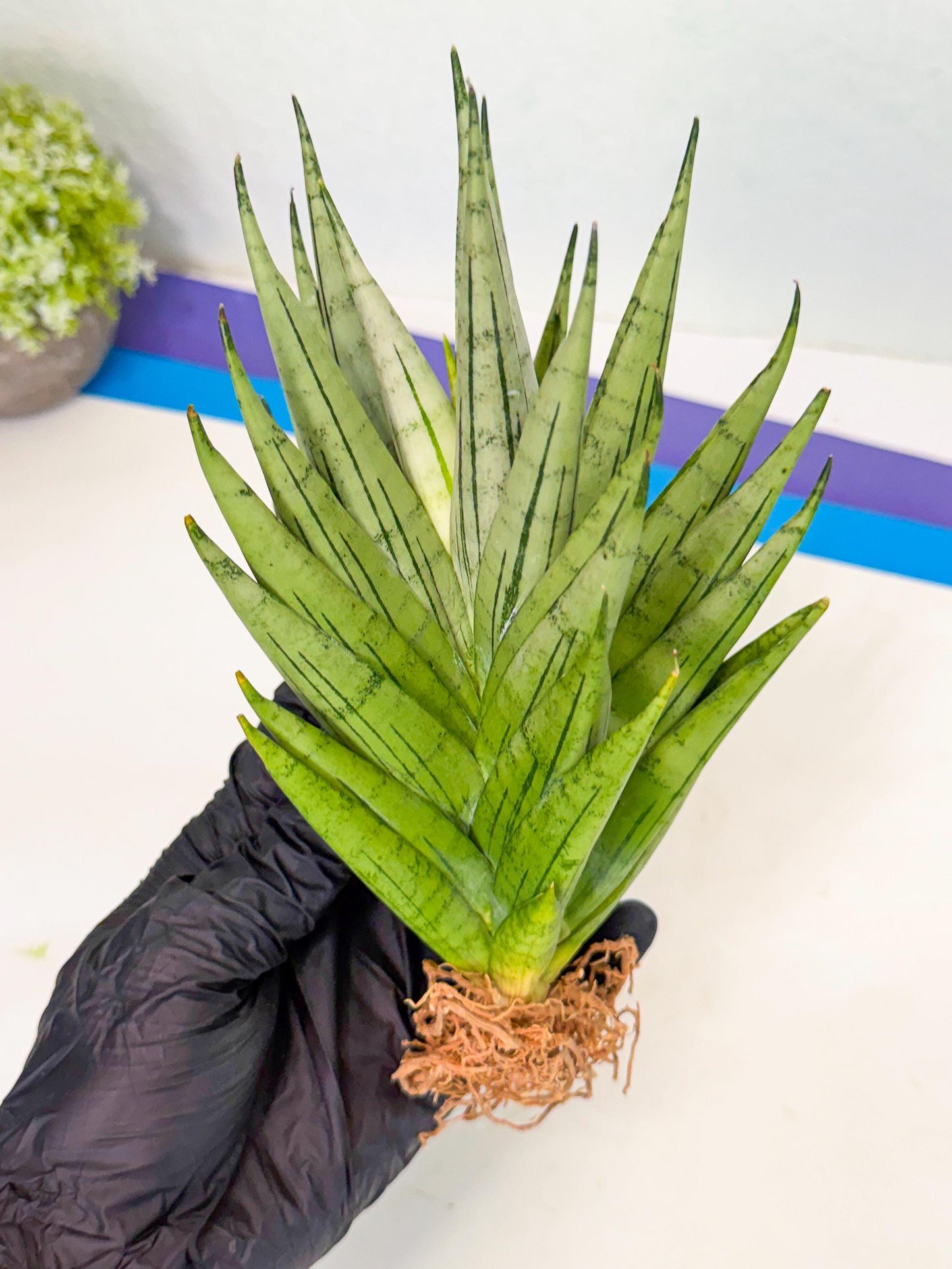 Sansevieria Nakhon Luang (12) | Rare Hybrid