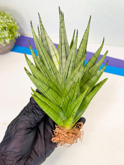 Sansevieria Nakhon Luang (12) | Rare Hybrid