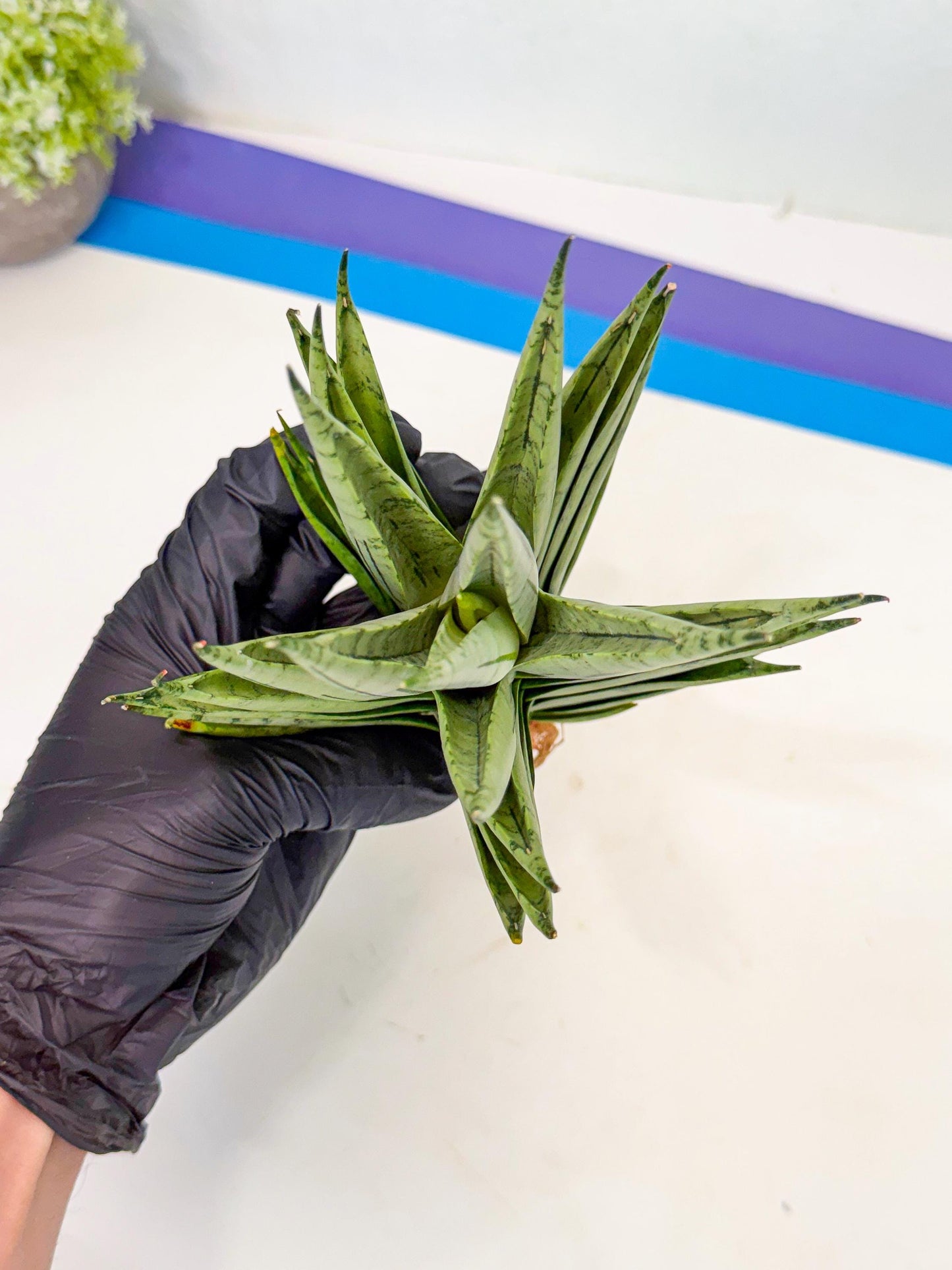 Sansevieria Nakhon Luang (12) | Rare Hybrid