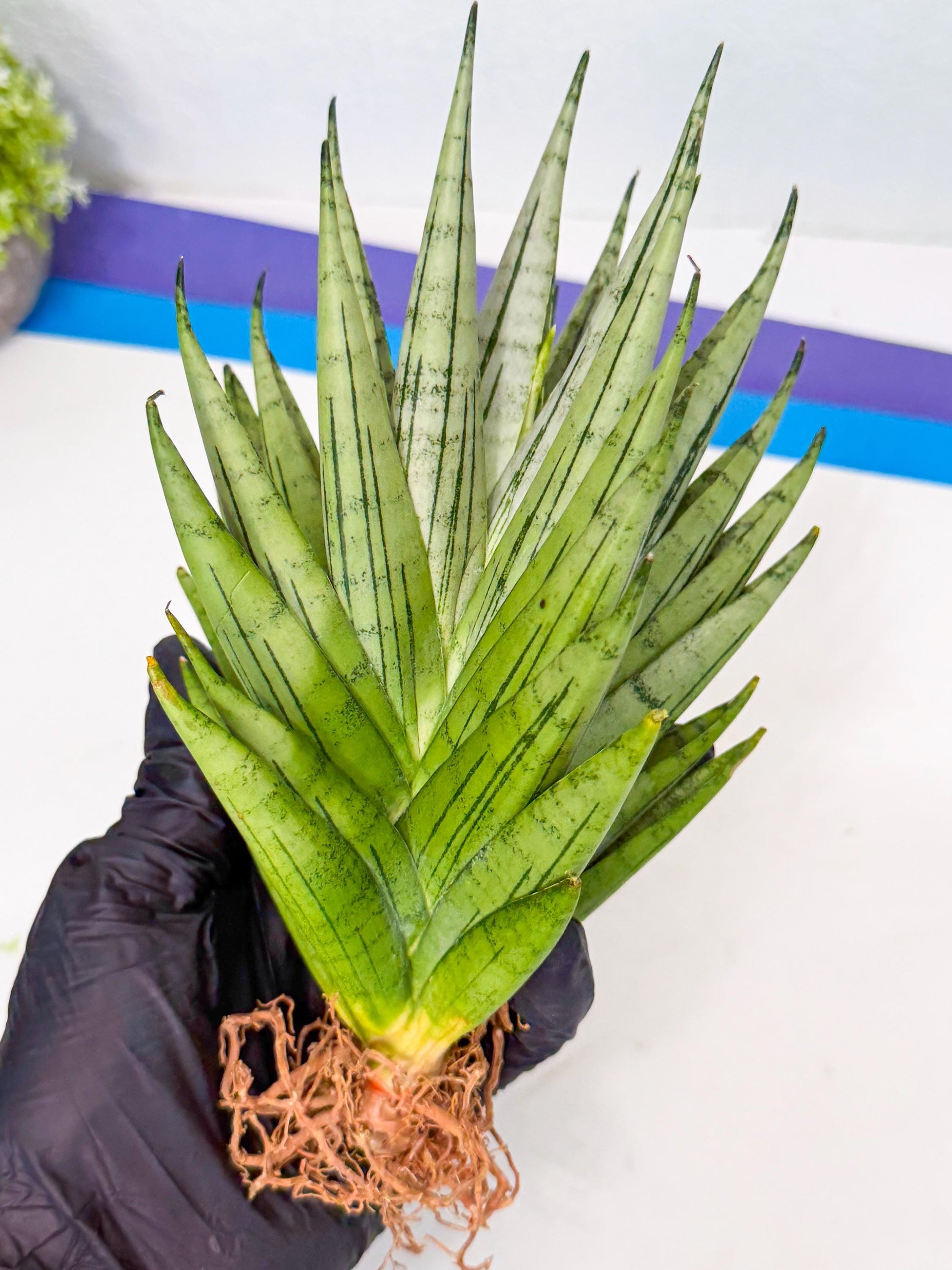 Sansevieria Nakhon Luang (12) | Rare Hybrid