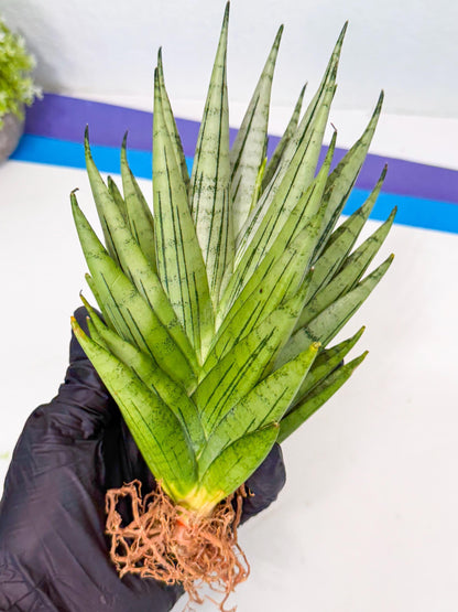 Sansevieria Nakhon Luang (12) | Rare Hybrid