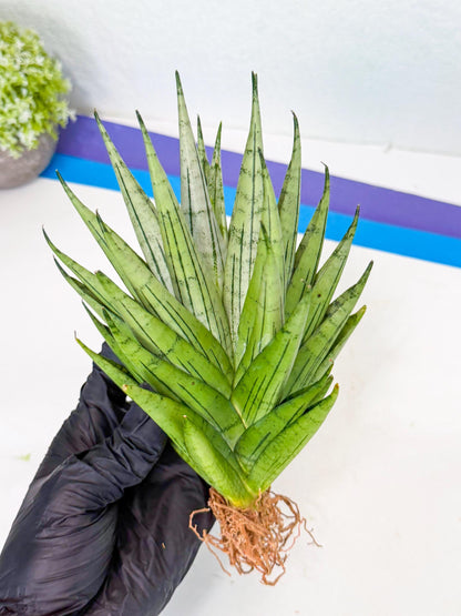Sansevieria Nakhon Luang (12) | Rare Hybrid