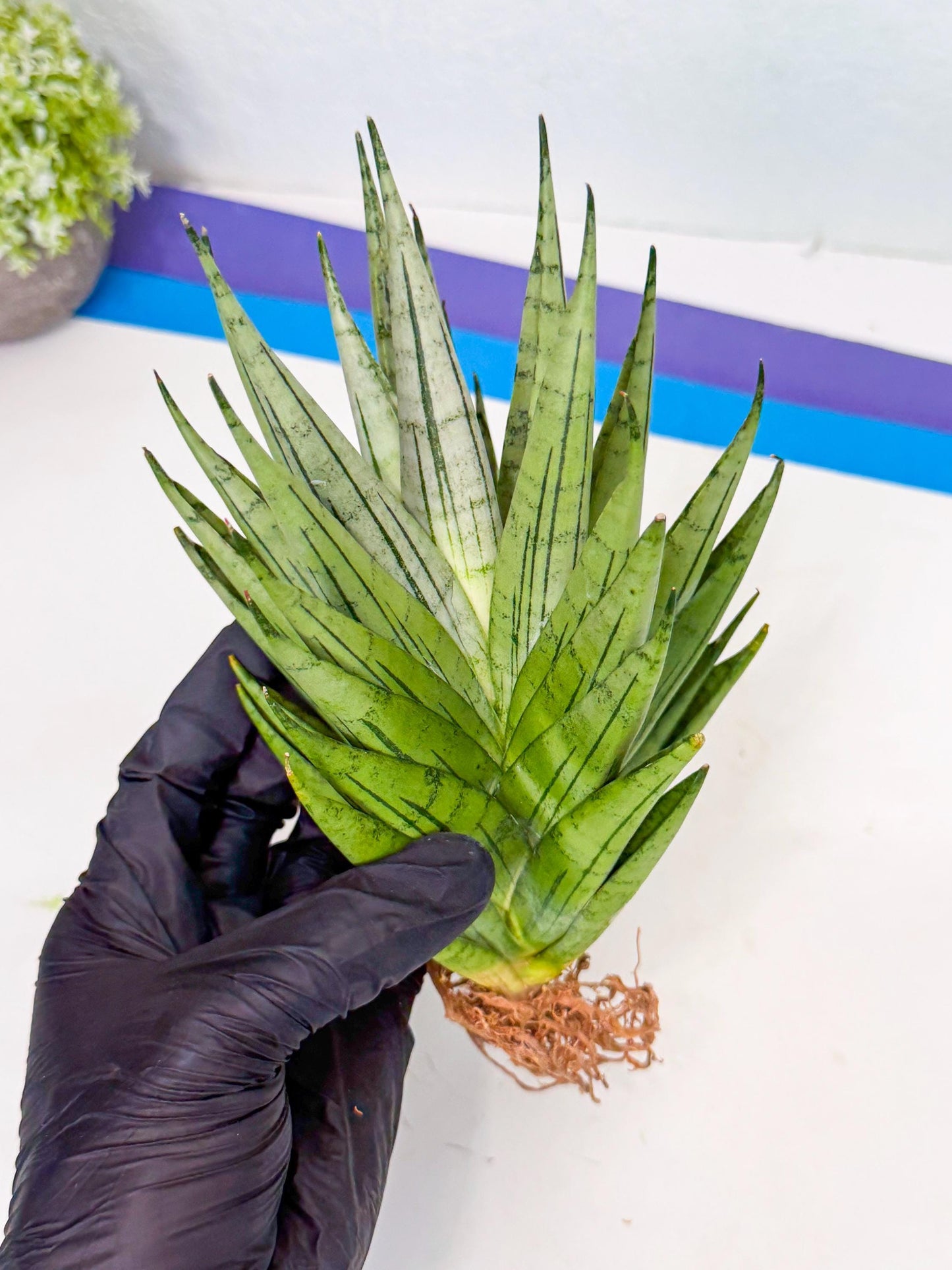 Sansevieria Nakhon Luang (12) | Rare Hybrid