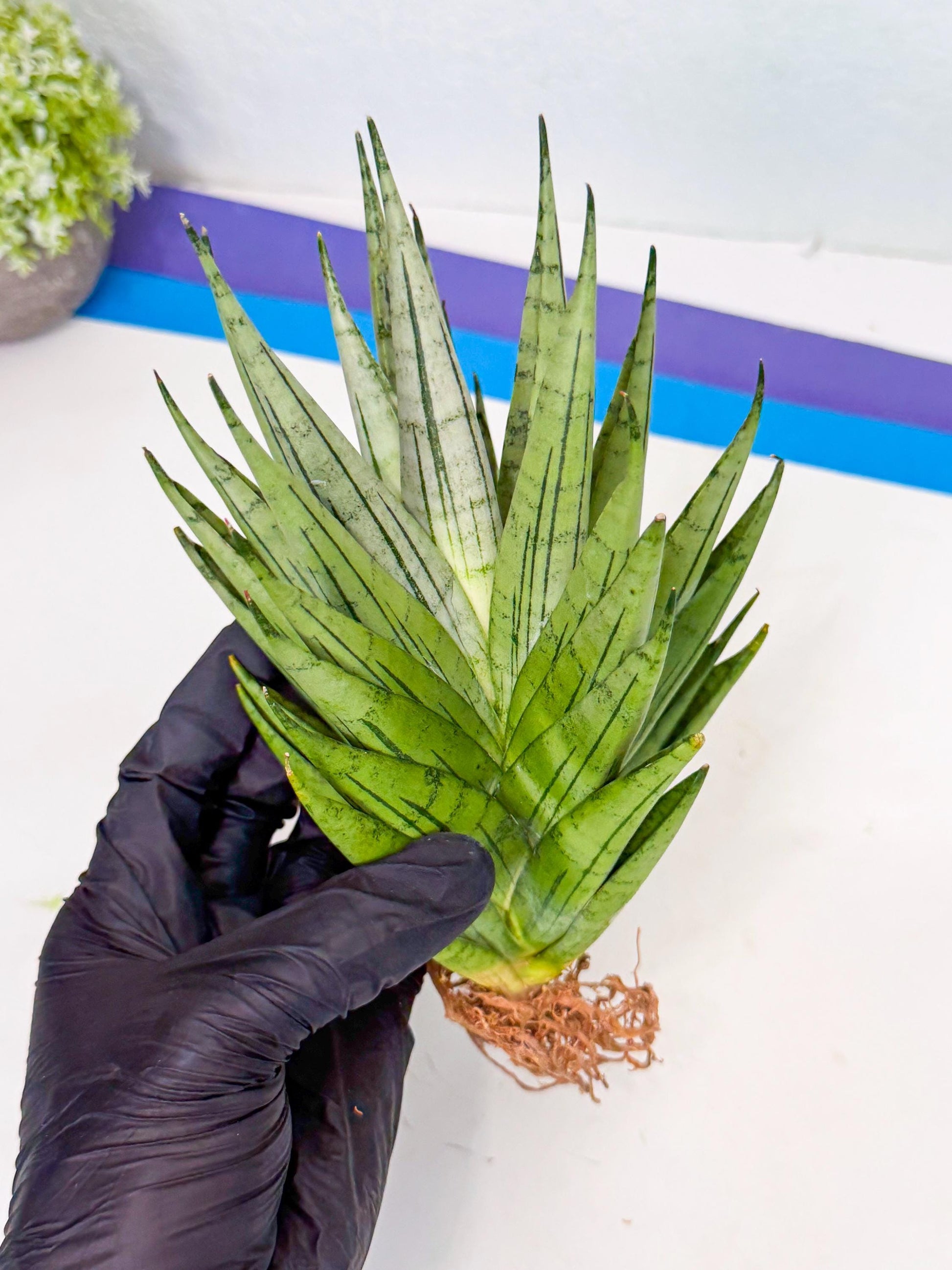 Sansevieria Nakhon Luang (12) | Rare Hybrid