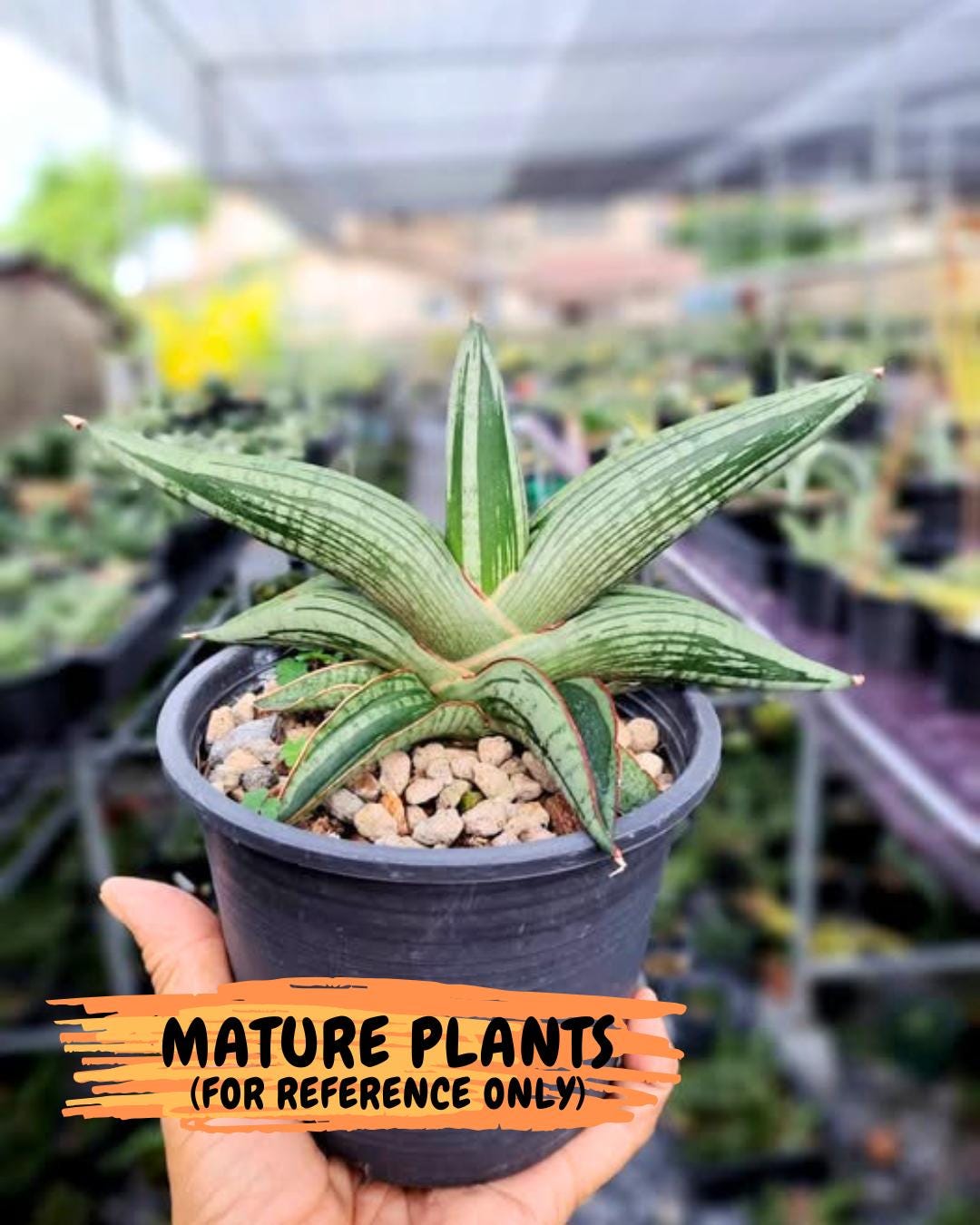 Sansevieria Diablo (3) | Very New hybrids