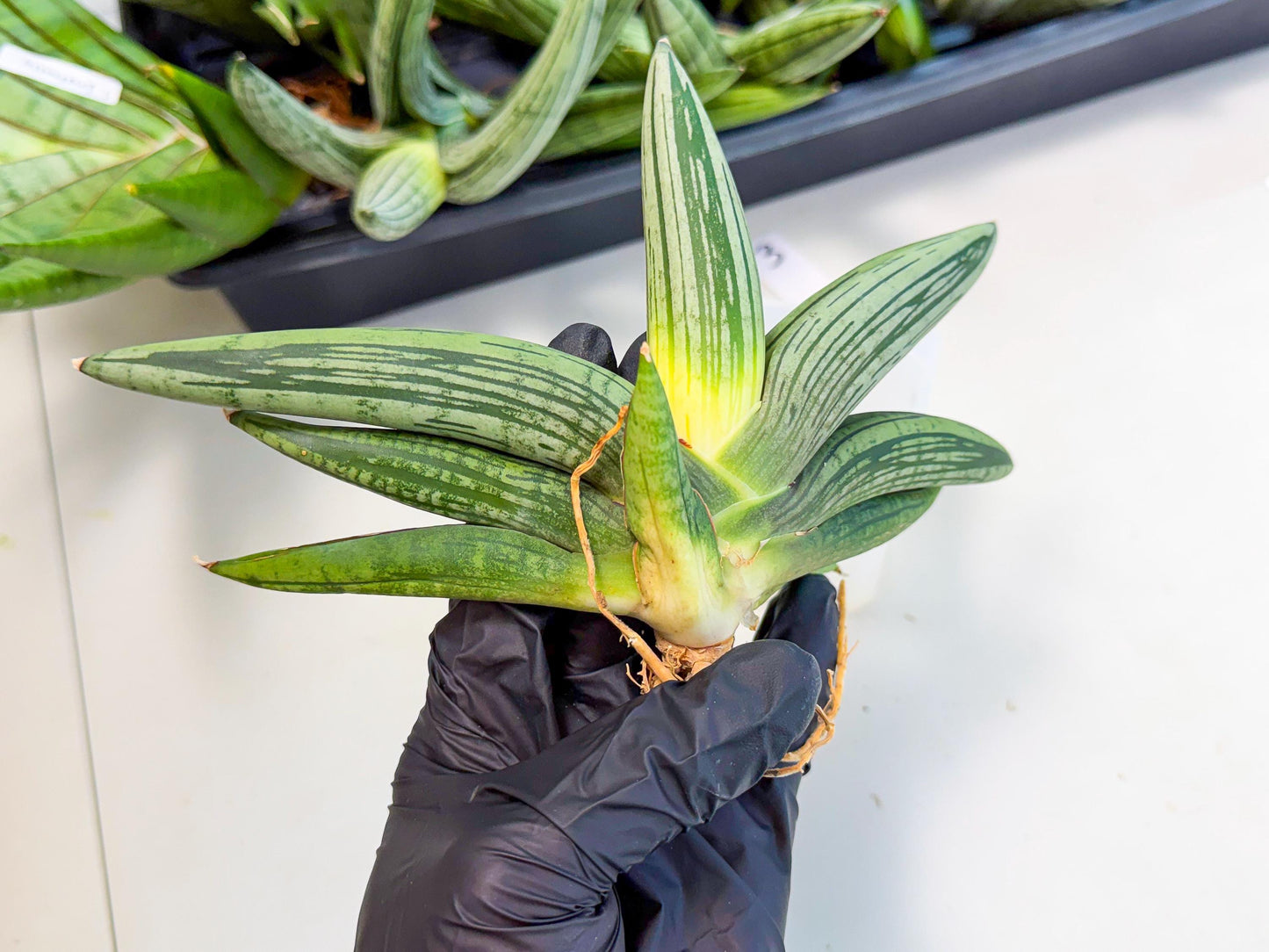 Sansevieria Diablo (3) | Very New hybrids