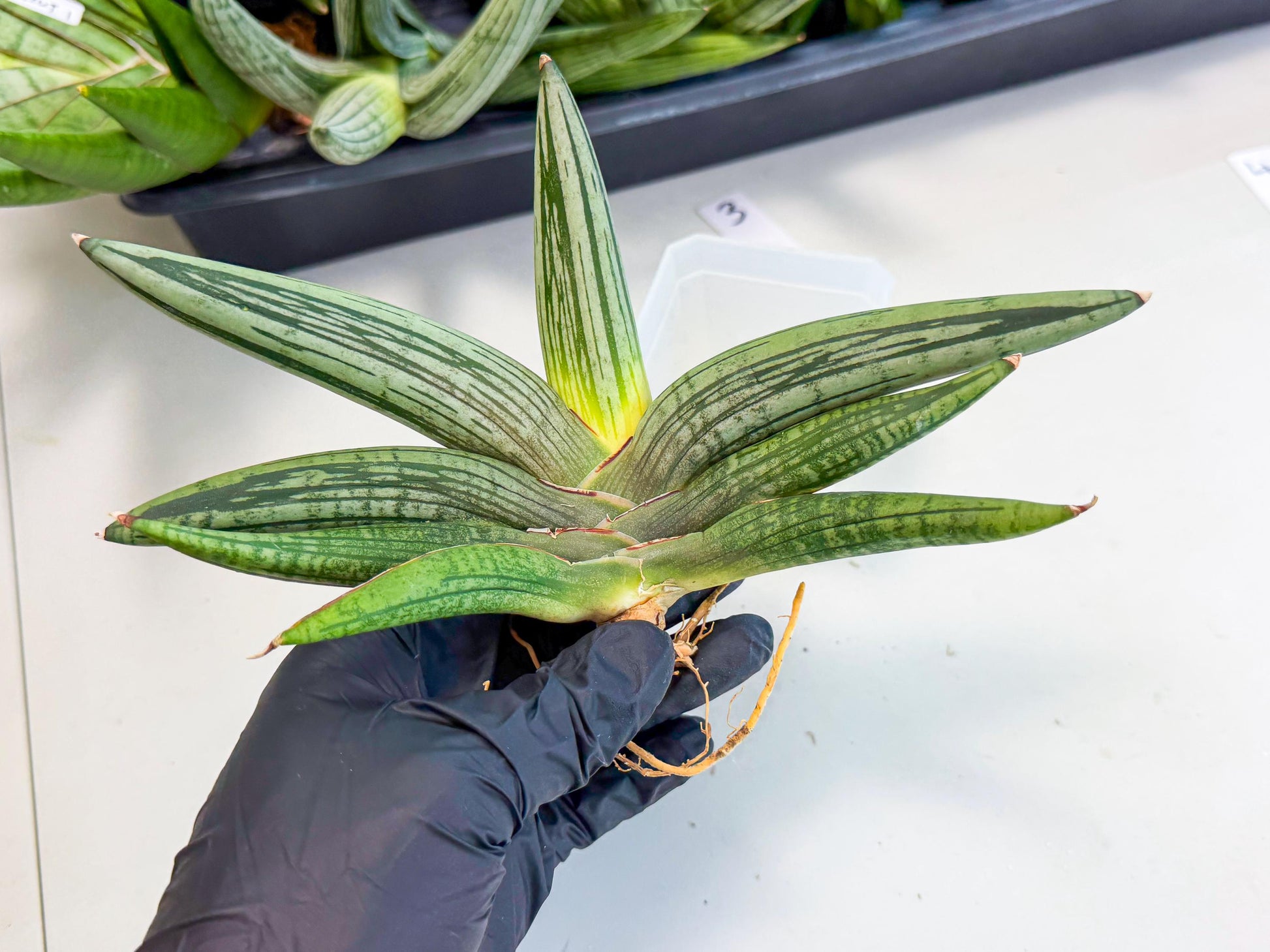 Sansevieria Diablo (3) | Very New hybrids