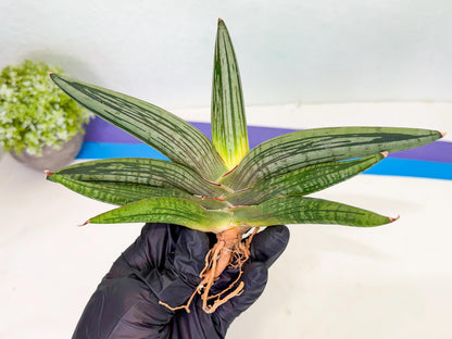 Sansevieria Diablo (3) | Very New hybrids
