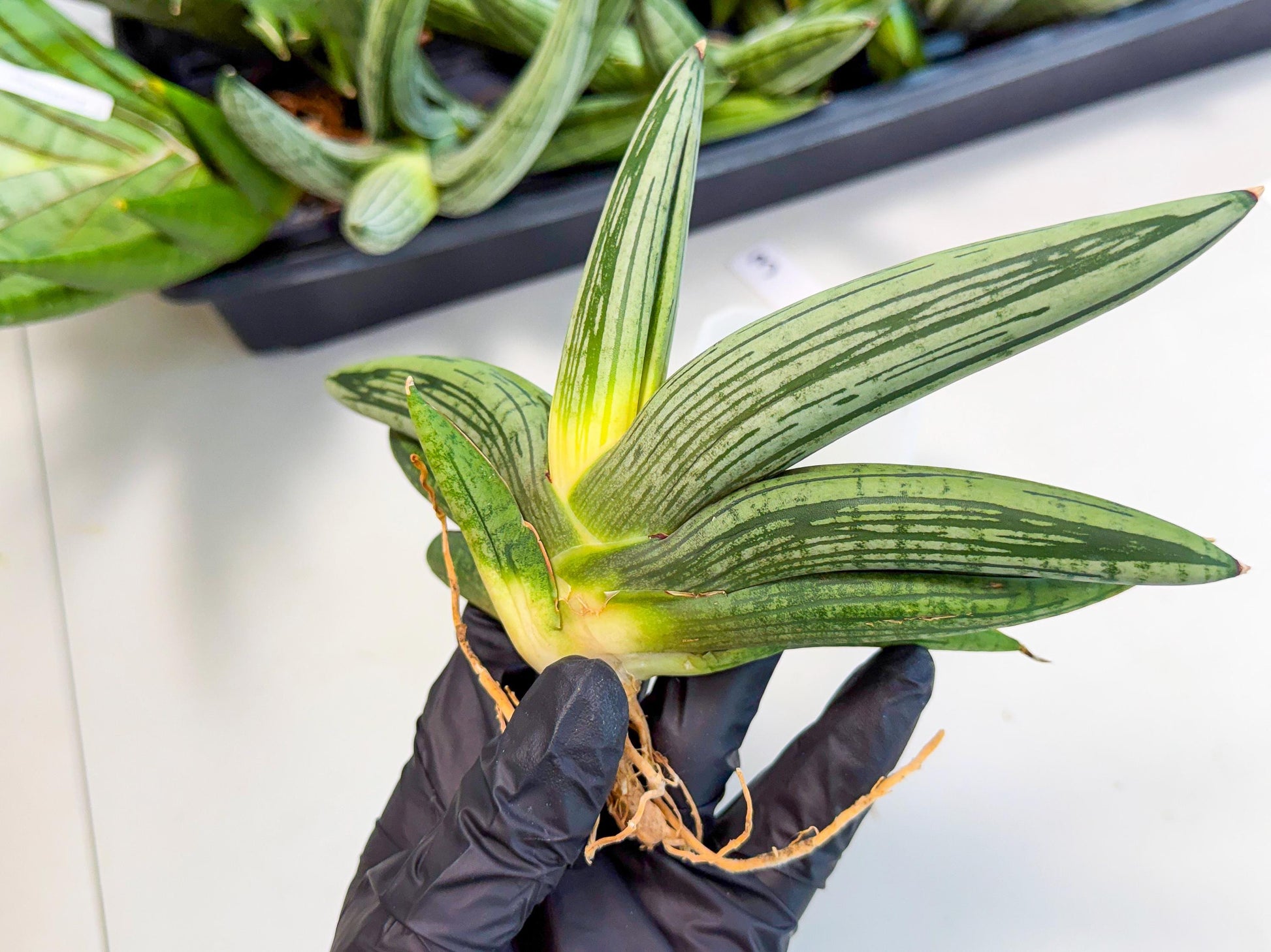 Sansevieria Diablo (3) | Very New hybrids
