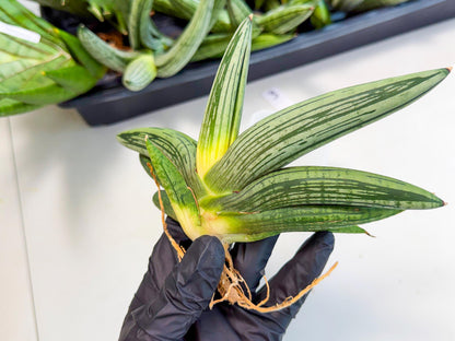 Sansevieria Diablo (3) | Very New hybrids