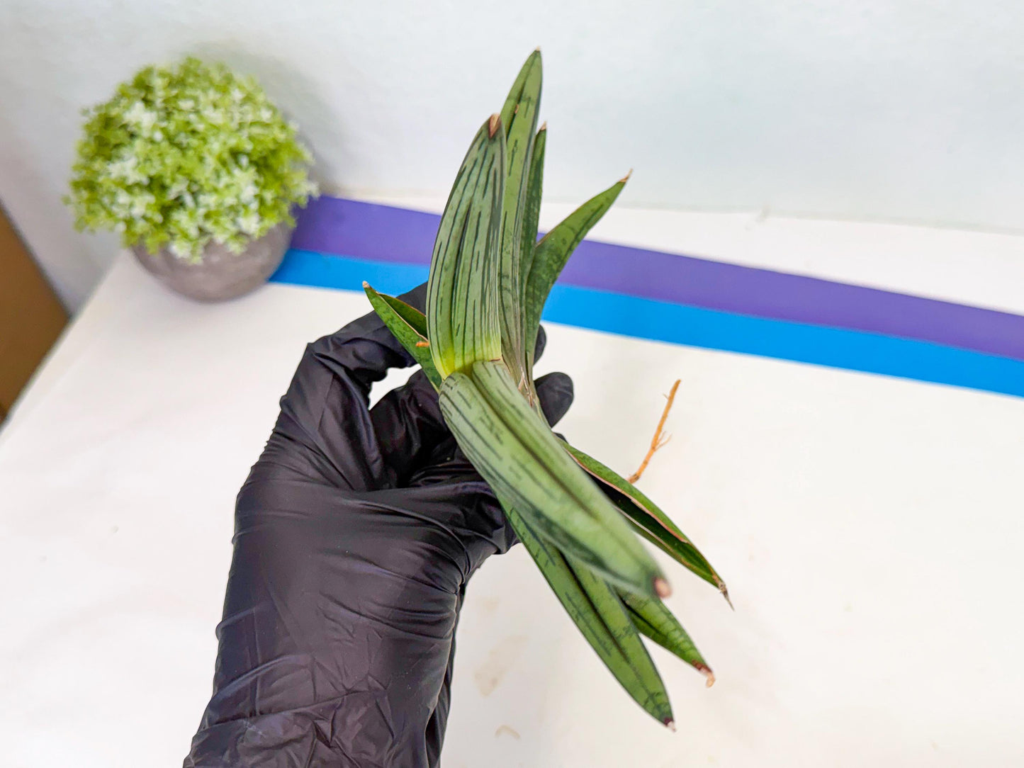 Sansevieria Diablo (3) | Very New hybrids
