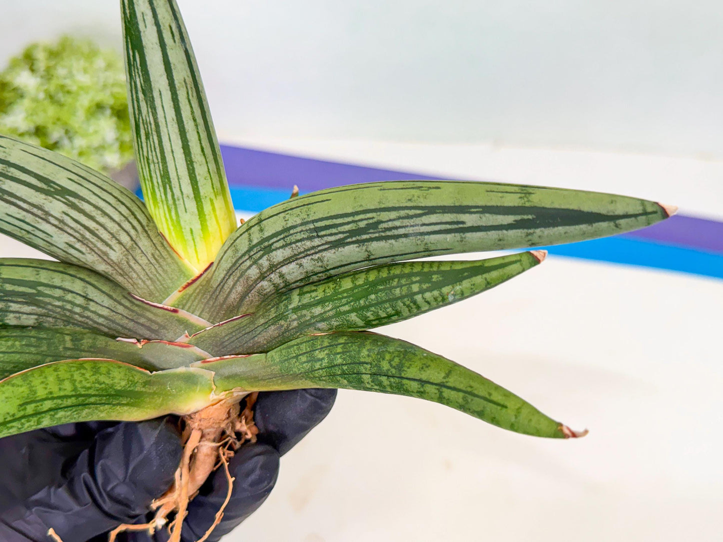 Sansevieria Diablo (3) | Very New hybrids