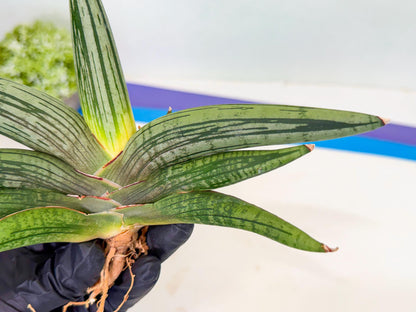 Sansevieria Diablo (3) | Very New hybrids