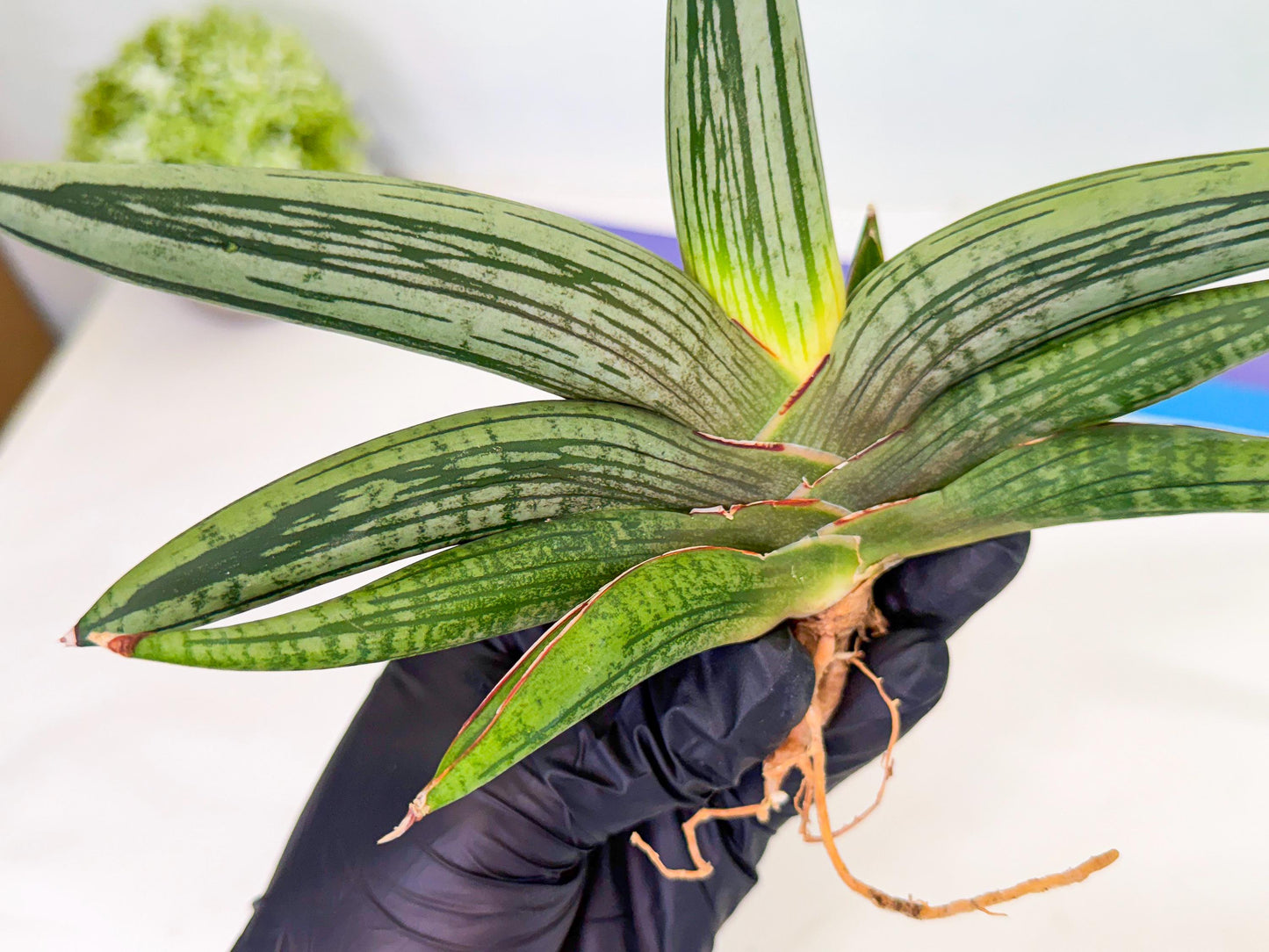 Sansevieria Diablo (3) | Very New hybrids