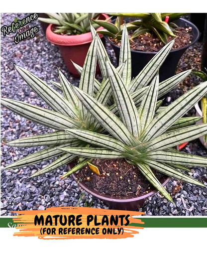 Sansevieria Fatman (9) | Rare Plant