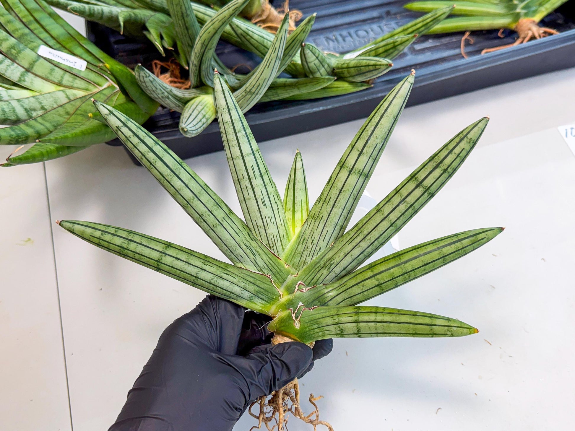 Sansevieria Fatman (9) | Rare Plant