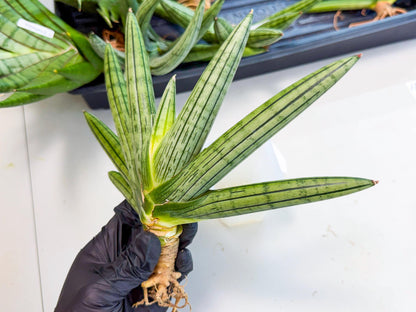 Sansevieria Fatman (9) | Rare Plant