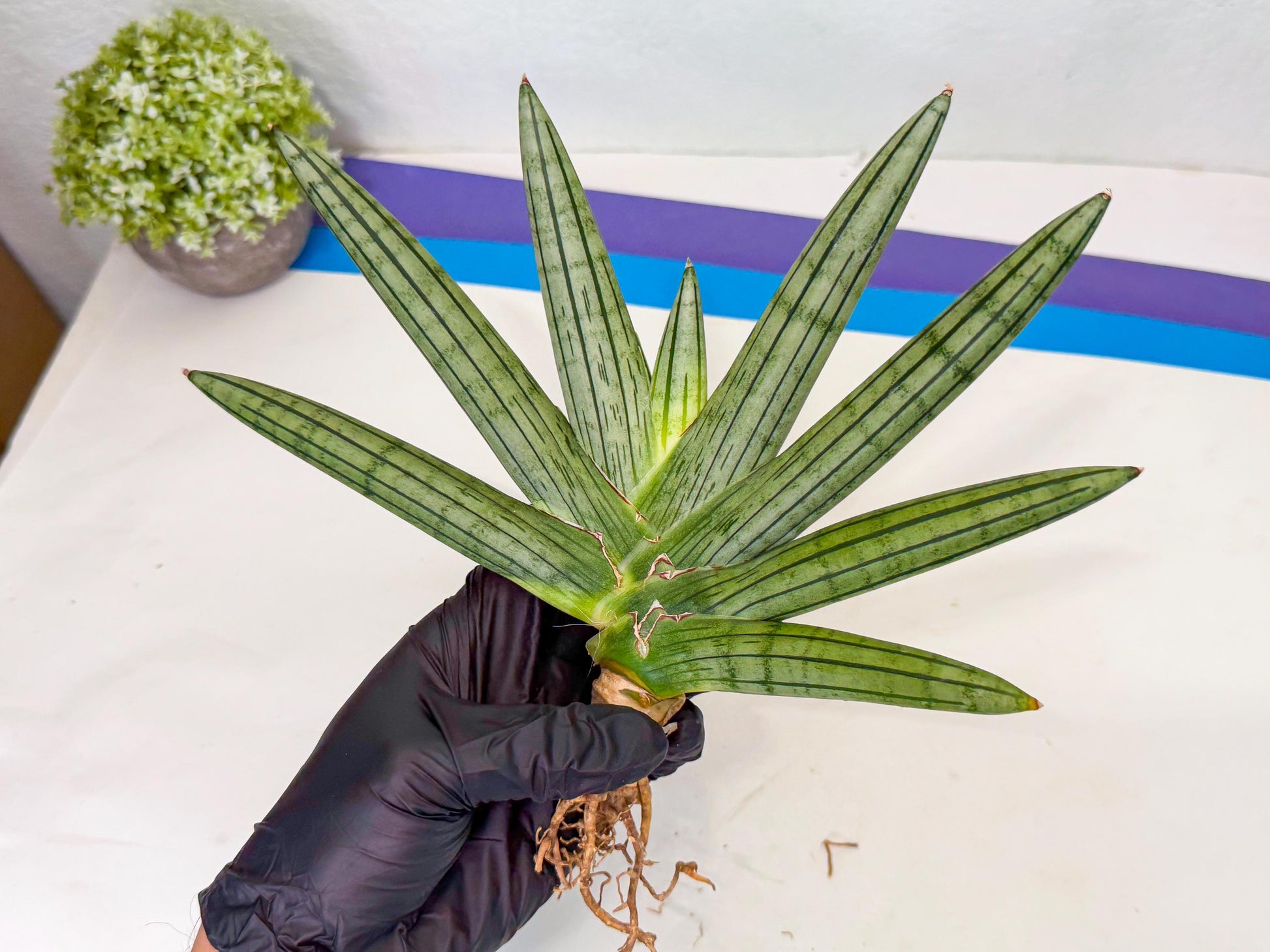 Sansevieria Fatman (9) | Rare Plant