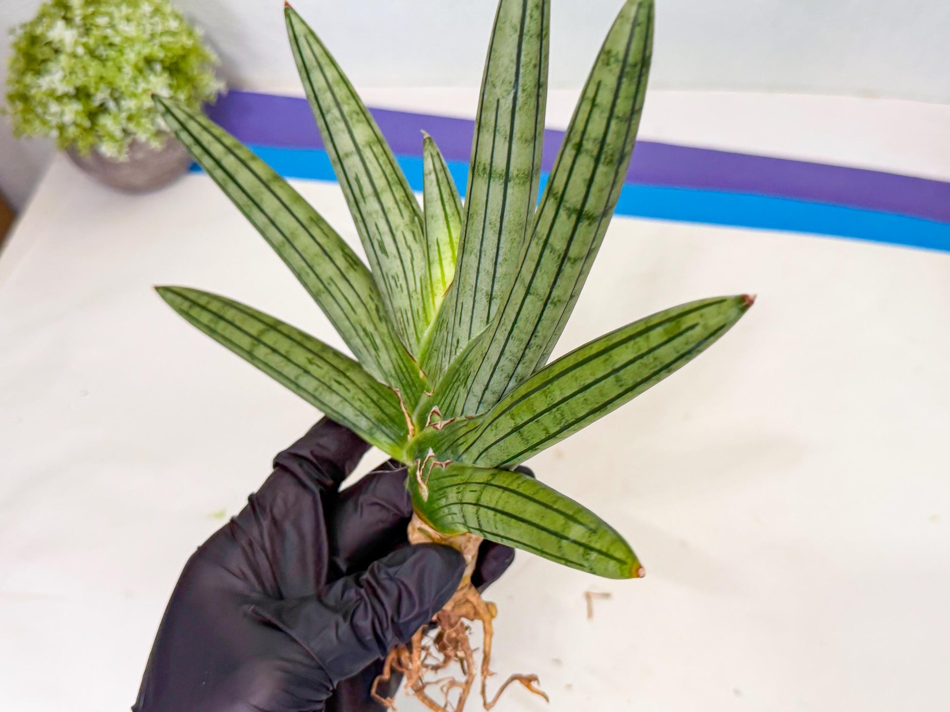 Sansevieria Fatman (9) | Rare Plant
