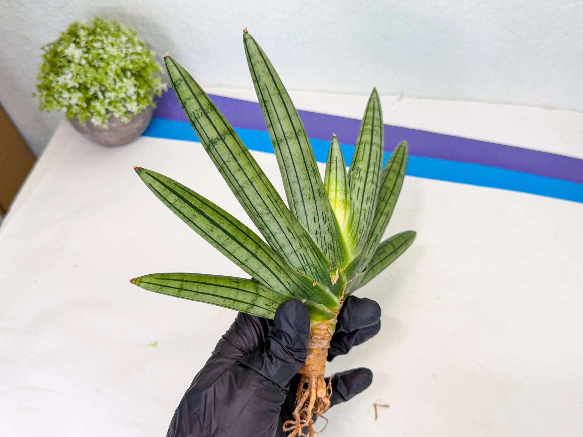Sansevieria Fatman (9) | Rare Plant