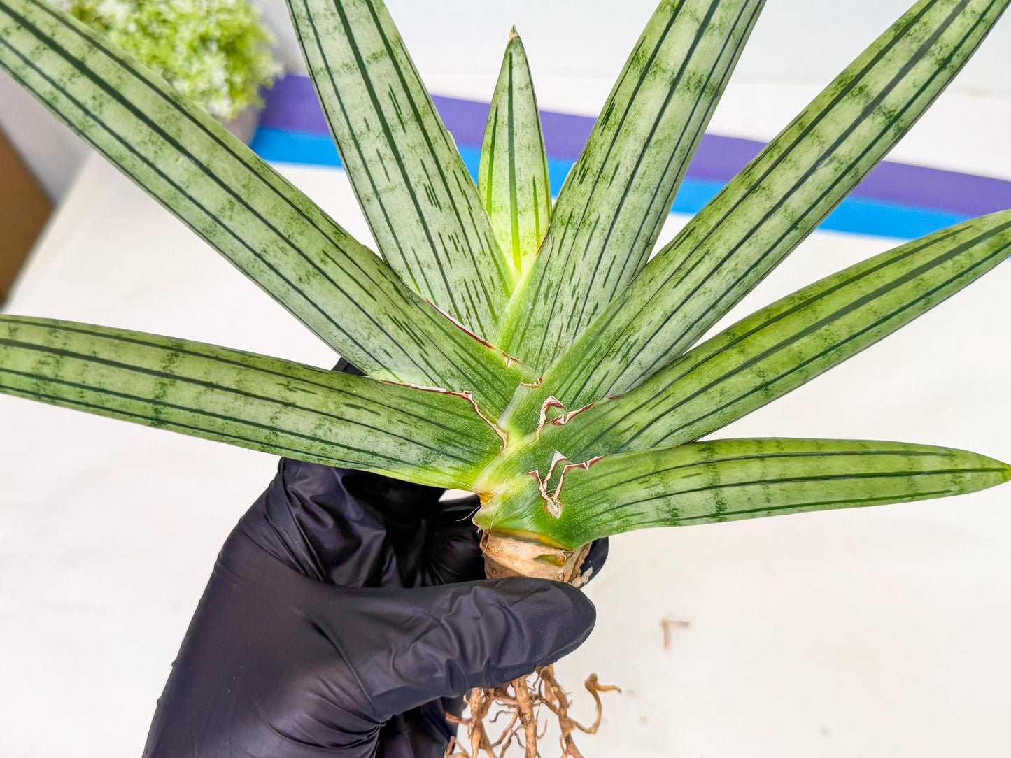 Sansevieria Fatman (9) | Rare Plant