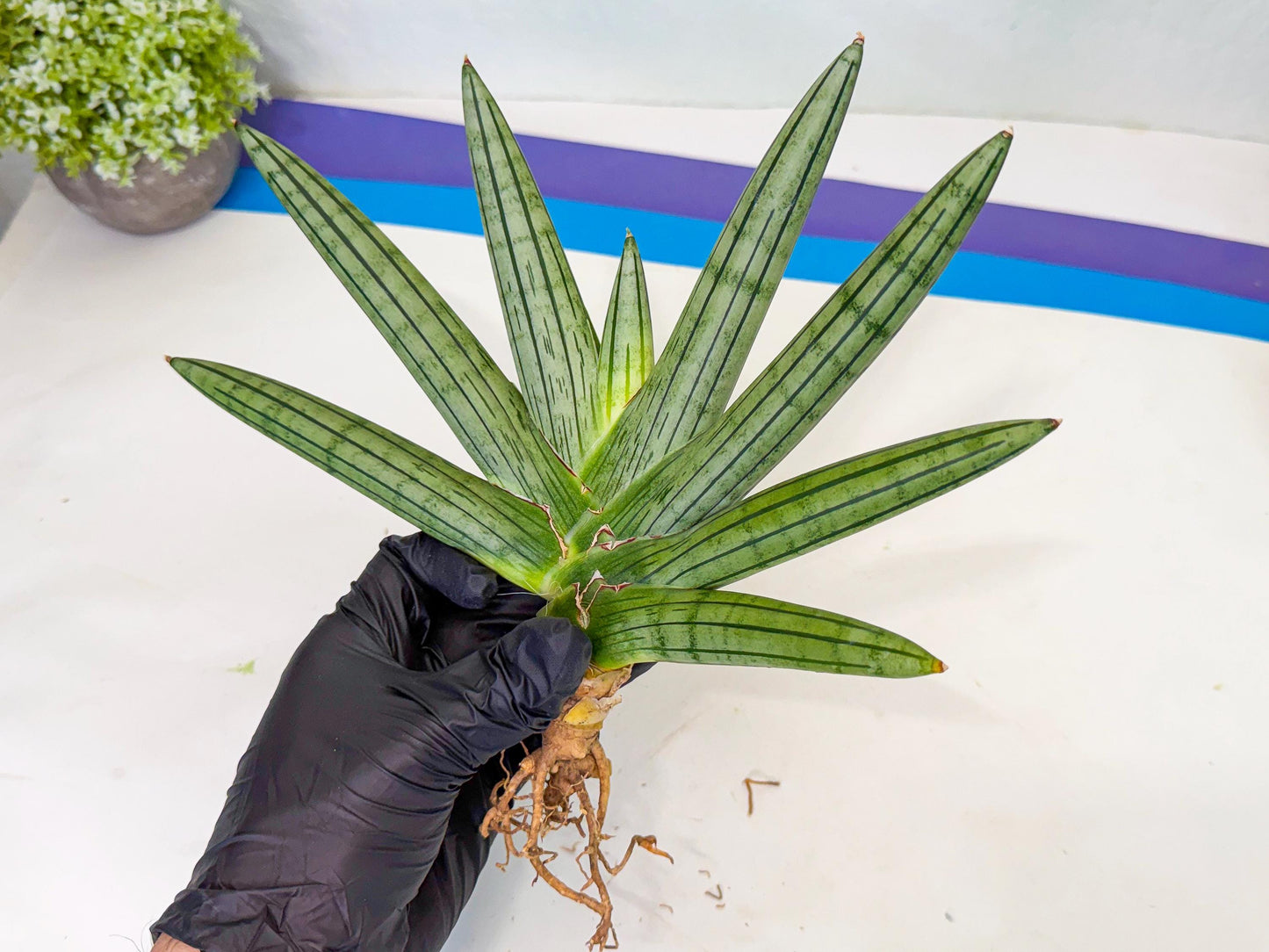 Sansevieria Fatman (9) | Rare Plant